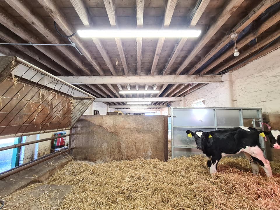 A cattle shed lit by new LED batten lighting